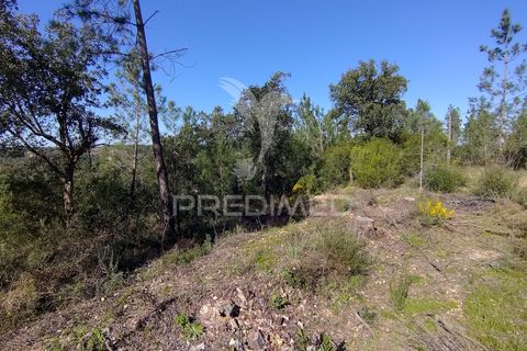 Terra a Constancia, Santarem, Constancia - € 13.500 | Ref: 058520 - foto 3