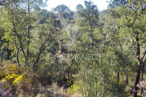 Terra a Constancia, Santarem, Constancia - € 13.500 | Ref: 058520 - foto 11