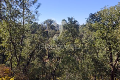 Terra a Constancia, Santarem, Constancia - € 13.500 | Ref: 058520 - foto 12