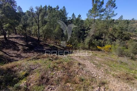 Terra a Constancia, Santarem, Constancia - € 13.500 | Ref: 058520 - foto 13