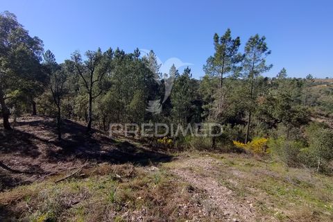 Terra a Constancia, Santarem, Constancia - € 13.500 | Ref: 058520 - foto 14