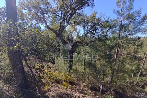 Terra a Constancia, Santarem, Constancia - € 13.500 | Ref: 058520 - foto 16