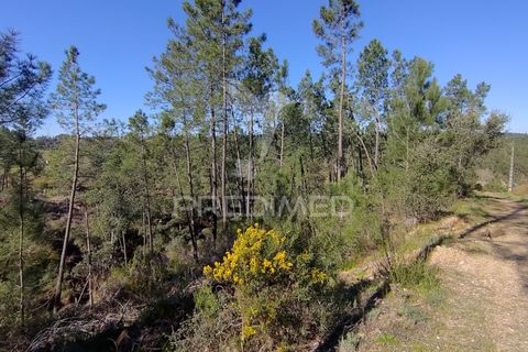 Terra a Constancia, Santarem, Constancia - € 13.500 | Ref: 058520 - foto 18