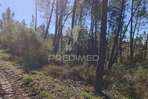 Terra a Constancia, Santarem, Constancia - € 13.500 | Ref: 058520 - foto 19