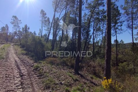 Terra a Constancia, Santarem, Constancia - € 13.500 | Ref: 058520 - foto 20