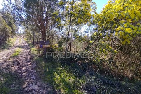 Terra a Constancia, Santarem, Constancia - € 13.500 | Ref: 058520 - foto 33