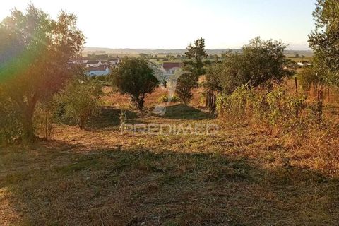 Helårsgrund i Alpiarca, Santarem, Alpiarca - € 40.000 | Ref: 059155 - foto 6