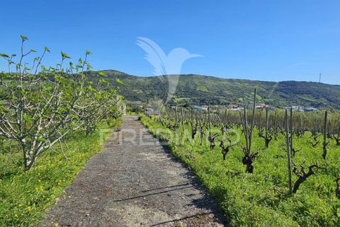 Helårsgrund i Loures, Lisbon, Loures - € 89.000 | Ref: 059524 - foto 12