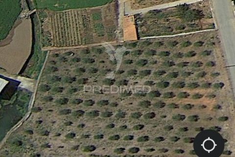 Terra a Armamar, Viseu, Armamar - € 48.000 | Ref: 033446 - foto 14