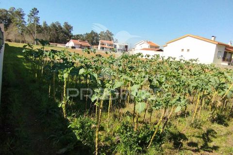 Helårsgrund i Agueda, Aveiro, Agueda - € 60.000 | Ref: 035431 - foto 2