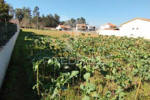 Helårsgrund i Agueda, Aveiro, Agueda - € 60.000 | Ref: 035431 - foto 3