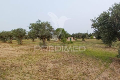 Helårsgrund i Nisa, Portalegre, Nisa - € 55.000 | Ref: 038140 - foto 4