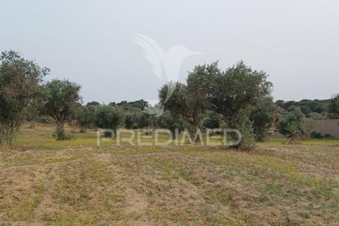 Helårsgrund i Nisa, Portalegre, Nisa - € 55.000 | Ref: 038140 - foto 8
