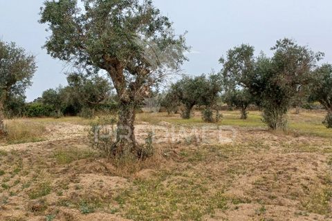 Helårsgrund i Nisa, Portalegre, Nisa - € 55.000 | Ref: 038140 - foto 9