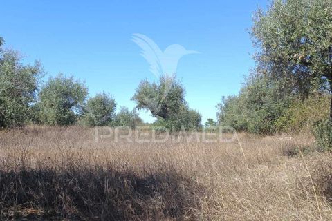 Helårsgrund i Nisa, Portalegre, Nisa - € 19.000 | Ref: 039722 - foto 2