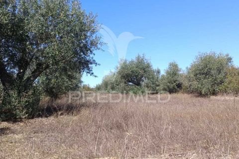 Helårsgrund i Nisa, Portalegre, Nisa - € 19.000 | Ref: 039722 - foto 3