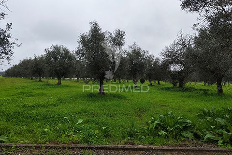 Farm hus i Avis, Portalegre, Avis - € 310.000 | Ref: 041748 - foto 25