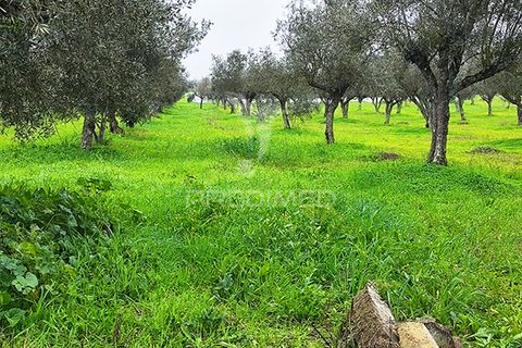 Farm hus i Avis, Portalegre, Avis - € 310.000 | Ref: 041748 - foto 27
