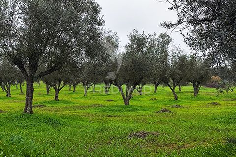 Farm hus i Avis, Portalegre, Avis - € 310.000 | Ref: 041748 - foto 28