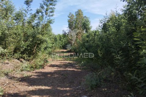 Helårsgrund i Aveiro, Aveiro, Aveiro - € 60.000 | Ref: 042167 - foto 5