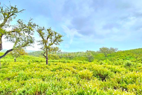 Helårsgrund i Almodovar, Beja, Almodovar - € 150.000 | Ref: 043885 - foto 7