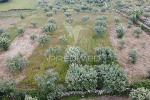 Terra a Celorico da Beira, Guarda, Celorico da Beira - € 6.000 | Ref: 045141 - foto 3