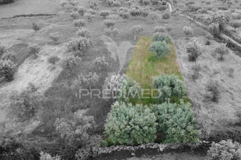 Terra a Celorico da Beira, Guarda, Celorico da Beira - € 6.000 | Ref: 045141 - foto 4