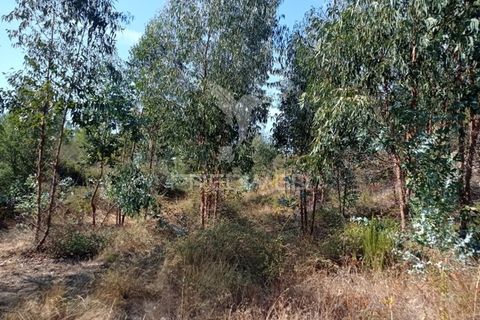 Terra a Gaviao, Portalegre, Gaviao - € 90.000 | Ref: 046553 - foto 2