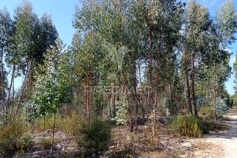 Terra a Gaviao, Portalegre, Gaviao - € 90.000 | Ref: 046553 - foto 4