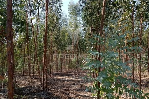 Terra a Gaviao, Portalegre, Gaviao - € 90.000 | Ref: 046553 - foto 5
