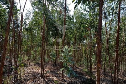Terra a Gaviao, Portalegre, Gaviao - € 90.000 | Ref: 046553 - foto 6