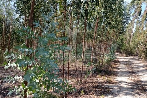 Terra a Gaviao, Portalegre, Gaviao - € 90.000 | Ref: 046553 - foto 7