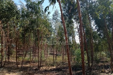 Terra a Gaviao, Portalegre, Gaviao - € 90.000 | Ref: 046553 - foto 8