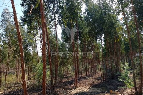 Terra a Gaviao, Portalegre, Gaviao - € 90.000 | Ref: 046553 - foto 9