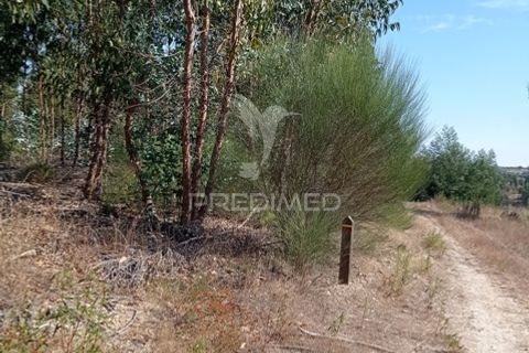 Terra a Gaviao, Portalegre, Gaviao - € 90.000 | Ref: 046553 - foto 10