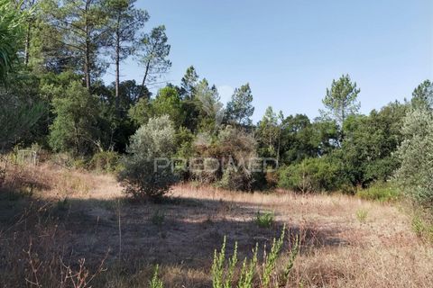 Helårsgrund i Alcanena, Santarem, Alcanena - € 24.000 | Ref: 046881 - foto 10