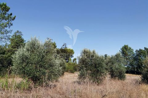 Helårsgrund i Alcanena, Santarem, Alcanena - € 24.000 | Ref: 046881 - foto 11