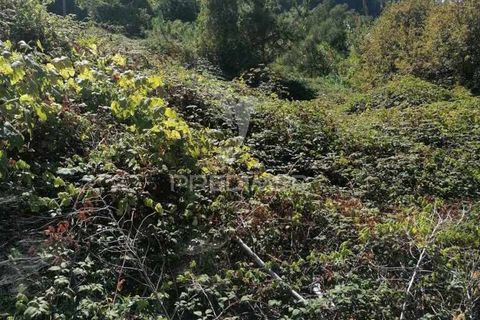 Byhus i Ribeira Brava, Madeira, Ribeira Brava - € 160.000 | Ref: 047943 - foto 4