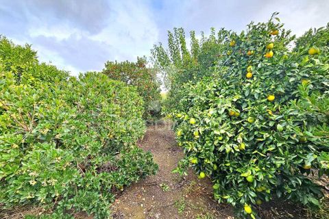 Terra a Castro Verde, Beja, Castro Verde - € 50.000 | Ref: 048325 - foto 2