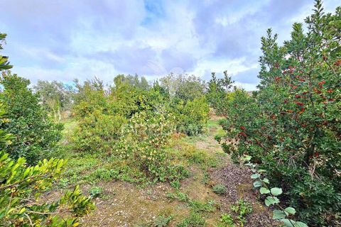 Terra a Castro Verde, Beja, Castro Verde - € 50.000 | Ref: 048325 - foto 10
