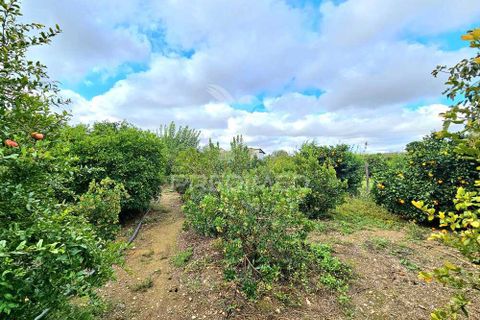 Terra a Castro Verde, Beja, Castro Verde - € 50.000 | Ref: 048325 - foto 13