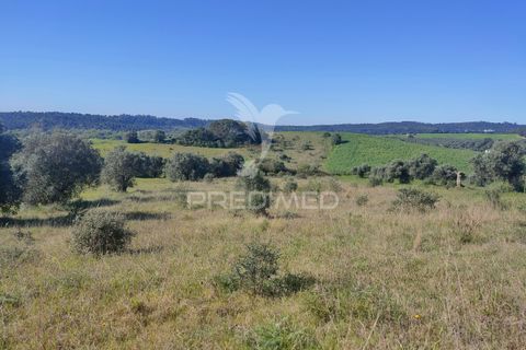 Terra a Alcanena, Santarem, Alcanena - € 12.000 | Ref: 050111 - foto 3