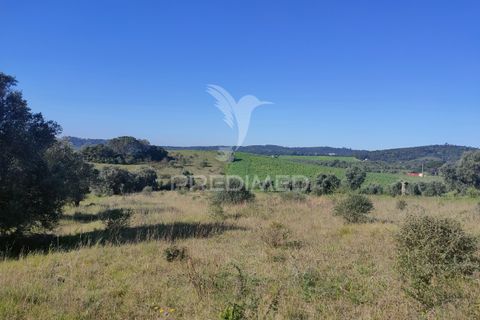 Terra a Alcanena, Santarem, Alcanena - € 12.000 | Ref: 050111 - foto 4