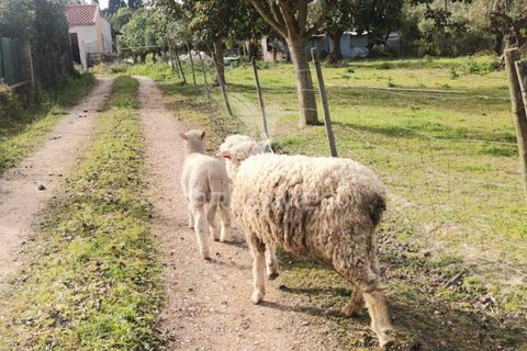 Byhus i Tomar, Santarem, Tomar - € 350.000 | Ref: 051032 - foto 8