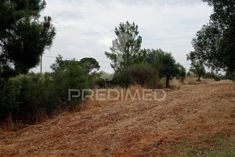 Helårsgrund i Avis, Portalegre, Avis - € 97.000 | Ref: 053362 - foto 4