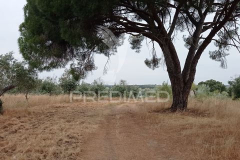 Helårsgrund i Avis, Portalegre, Avis - € 97.000 | Ref: 053362 - foto 10
