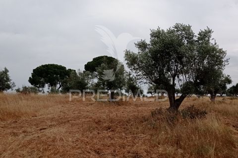Helårsgrund i Avis, Portalegre, Avis - € 97.000 | Ref: 053362 - foto 11