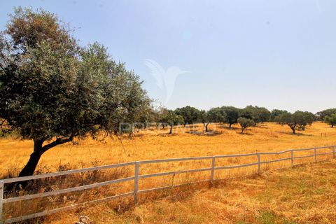 Farm hus i Mora, Evora, Mora - € 780.000 | Ref: 053685 - foto 15