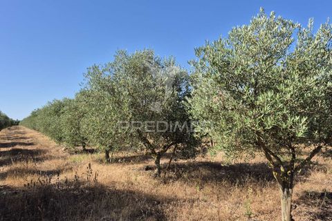 Helårsgrund i Borba, Evora, Borba - € 360.000 | Ref: 053901 - foto 2