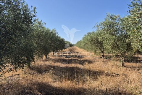 Helårsgrund i Borba, Evora, Borba - € 360.000 | Ref: 053901 - foto 3